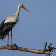 Cigogne blanche